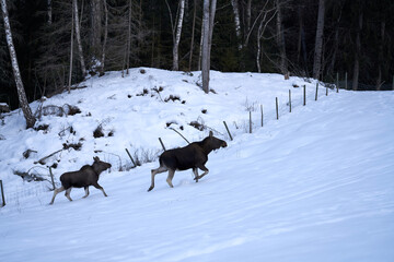 Close up shot of a moose in the wild winter forest. When it is cold in the mountains the moose are coming down to the village.  Shot in Gol, Hallingdal.