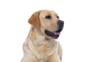 labrador retriever dog panting and minding his own business