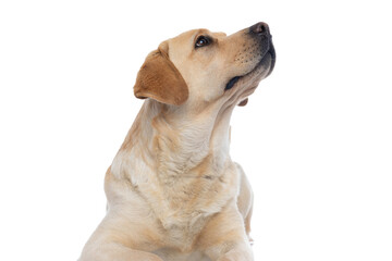 labrador retriever dog looking away and being indifferent