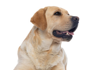 labrador retriever dog sticking out tongue and looking aside