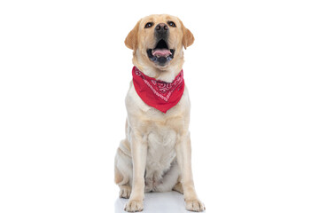 labrador retriever dog looking at the camera, wearing a bandana