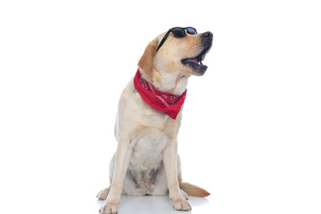 labrador retriever dog wearing cool sunglasses and bandana