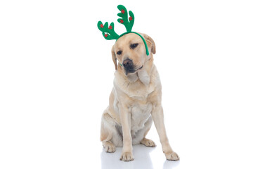 labrador retriever dog wearing reindeer horns and looking down