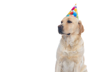 labrador retriever dog looking away and wearing a birthday hat