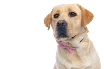 labrador retriever dog wearing a pink bowtie and looking away