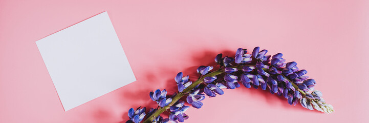 blank white paper card note mockup for text with frame made of flower lupine in blue lilac color in full bloom on a pink background flat lay. space for text. banner