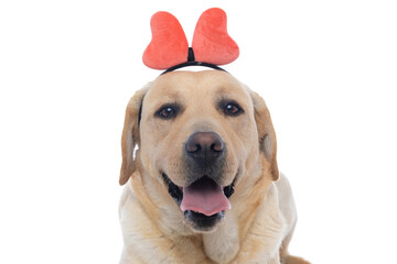 labrador retriever dog panting and wearing a pink butterfly headband
