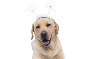 beautiful labrador retriever dog looking away, sticking out tongue