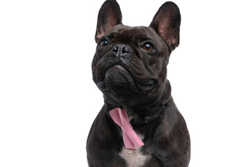 french bulldog dog looking at something that makes him perplexed
