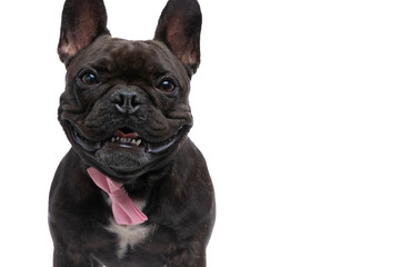 sweet happy french bulldog dog looking at the camera