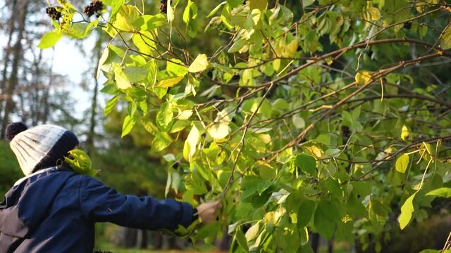 A child in the autumn Park plays and laughs merrily, he plays with yellow leaves and Rowan berries. Sunny autumn day in the Park
