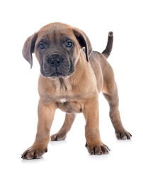 puppy cane corso