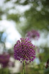 blooming purple flowers of decorative garlic in the garden