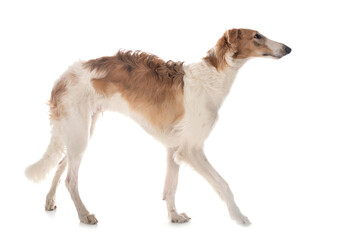 borzoi in studio
