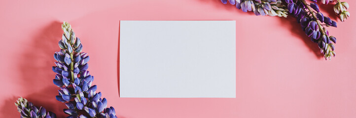 blank white paper card note mockup for text with frame made of flowers lupine in blue lilac color in full bloom on a pink background flat lay. space for text. banner