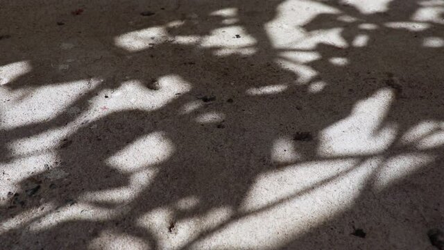 Abstract beauty and patterns in nature. Beautifully swaying shadow of Pisonia grandis also know as Lettuce tree reflected on weathered gravel concrete floor.