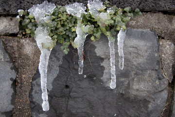 Long icicles hanging at a stone wall from green leaves and dripping water as icicle macro and snowy winter after a blizzard and frosty temperatures melting with water drops winter time frozen nature
