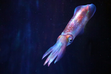 幻想的に泳ぐイカ