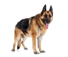 german shepherd in studio