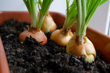 green onions in a pot