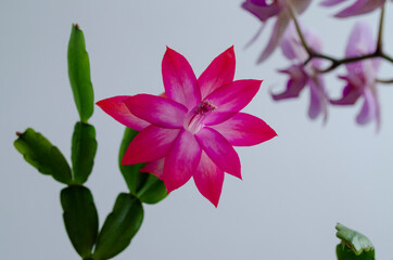 blooming cactus on the windowsill