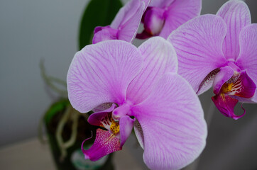 flower purple pink orchid close-up