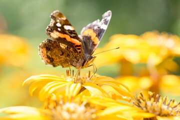 Colorful butterfly, red admiral, Vanessa atalanta feeding on the flower of summer ragwort (Ligularia dentata)