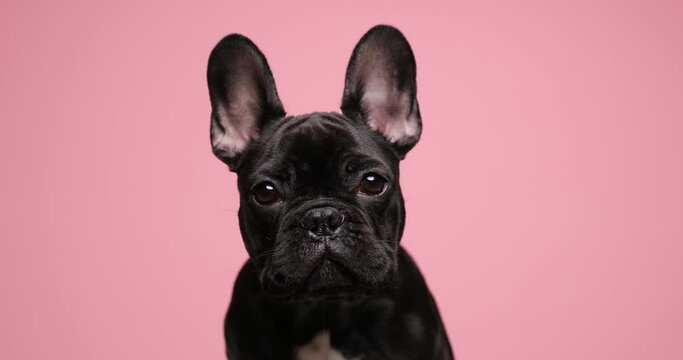 cute French bulldog baby animal moving head in both sides and sitting on pink background in studio