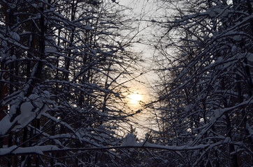 Fototapeta premium winter forest and sunset