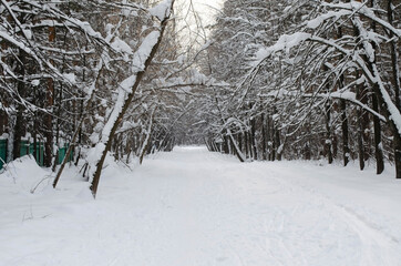 winter forest in the snow