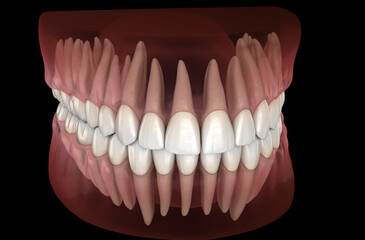 Morphology of human teeth. Medically accurate tooth 3D illustration
