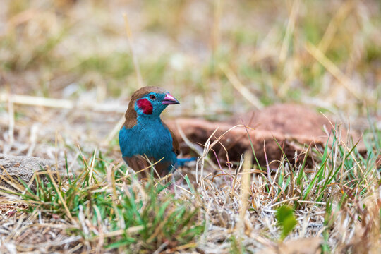 bird red-cheeked cordon-bleu, (Uraeginthus bengalus) small passerine bird in the family Estrildidae. Gondar, Ethiopia Africa safari wildlife