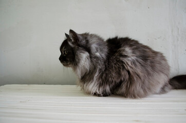 beautiful fluffy gray siberian cat 