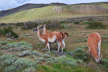 Lama in Torres del Paine National Park, Patagonia, Chile