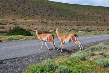 Lama in Torres del Paine National Park, Patagonia, Chile