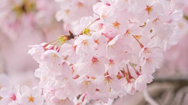 満開の桜のクローズアップ　画面全体