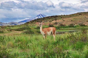Lama in Torres del Paine National Park, Patagonia, Chile
