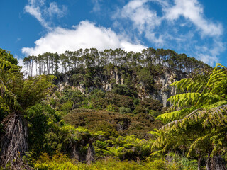 Fototapeta na wymiar Native flora with lush foliage growing on the Coromandel Peninsula, New Zealand
