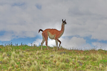 Lama in Torres del Paine National Park, Patagonia, Chile
