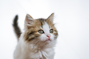 Portrait of a funny fluffy kitten on a white background