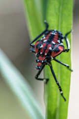 spotted lanternfly nymph