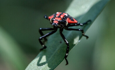 spotted lanternfly nymph