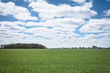 farmland field
