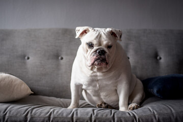 happy dog on couch - big bulldog on furniture 