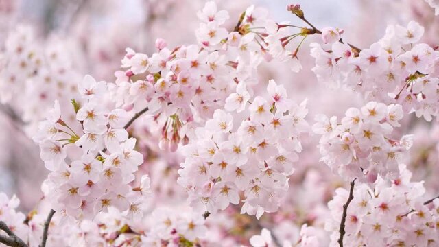 風に揺れる満開の桜　画面全体