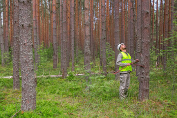 The forester works in the forest with a measuring tool. Real people work in forestry.