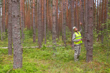 The forester works in the forest with a measuring tool. Real people work in forestry.