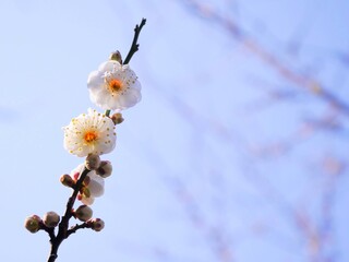 梅の花11　白