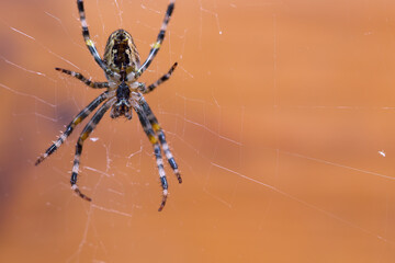 The spider sits on a web. Close-up photo.