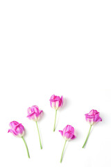 spring mood. pink tulips on a white background. space for text, vertical frame